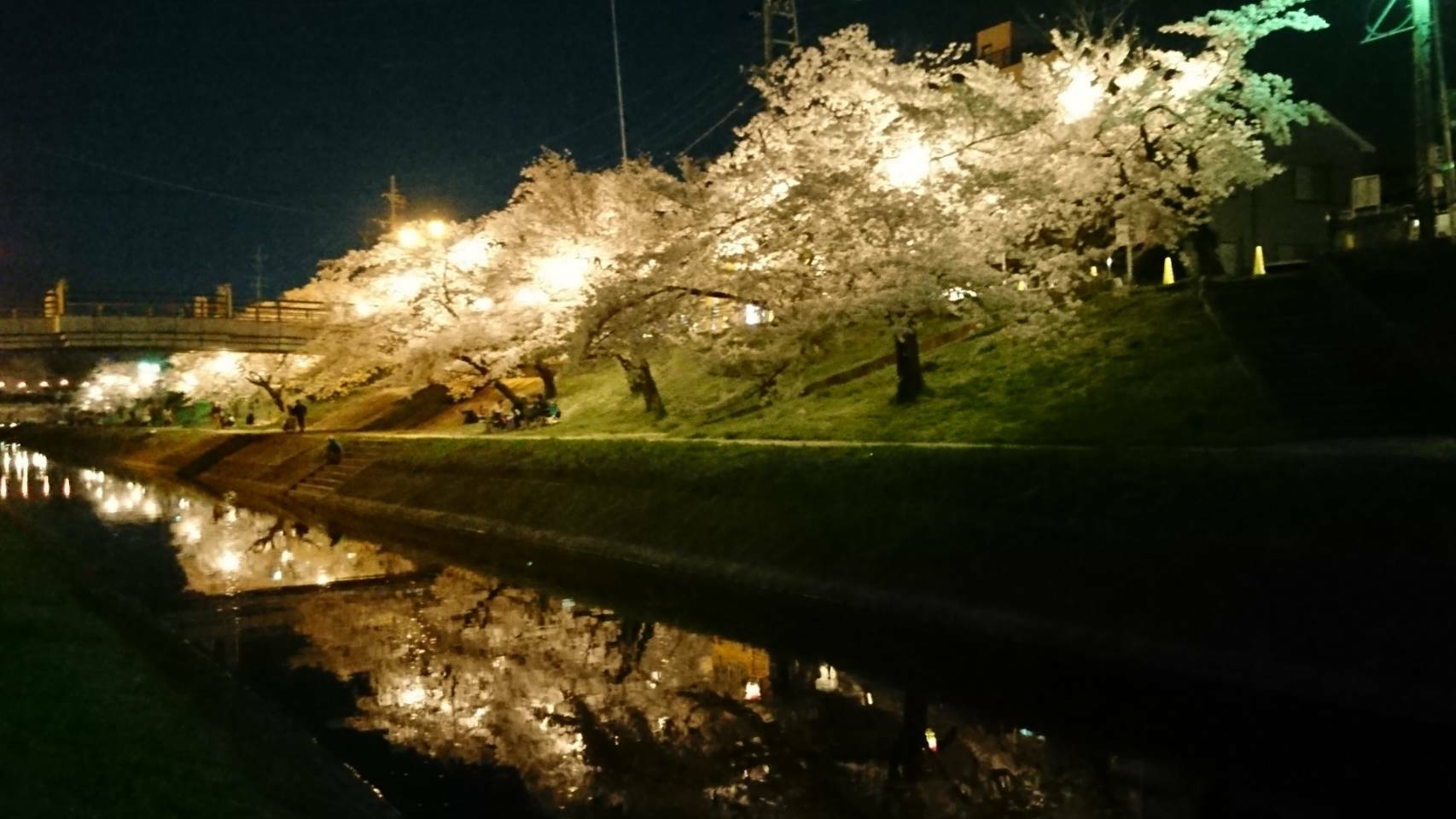 夜景　桜並木